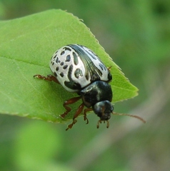 Calligrapha dolosa