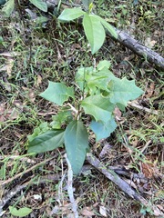 Alchornea ilicifolia