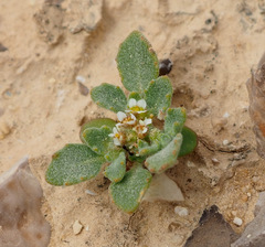 Anastatica hierochuntica