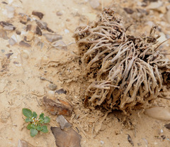 Anastatica hierochuntica