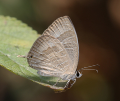 Jamides celeno celeno