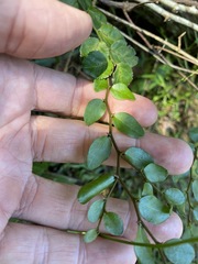 Capparis sarmentosa