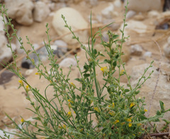 Nanorrhinum acerbianum