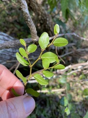 Capparis sarmentosa