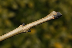 Frêne commun (Fraxinus excelsior) — photo 2