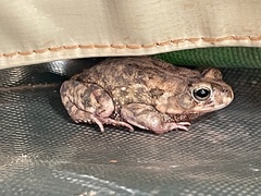 Sclerophrys gutturalis