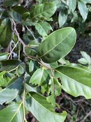 Diospyros fasciculosa