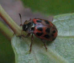 Chrysomela mainensis