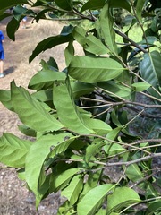 Diospyros fasciculosa