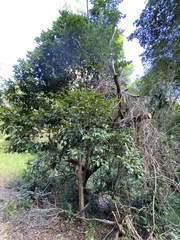 Diospyros fasciculosa