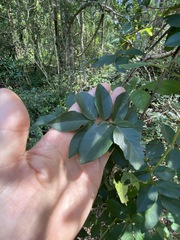 Derris involuta