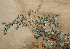 Anvillea garcinii