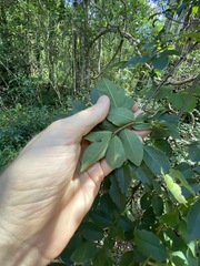 Derris involuta