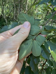Derris involuta