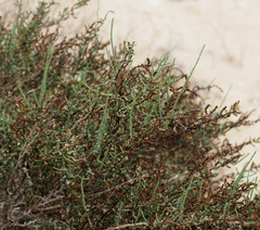 Haloxylon scoparium