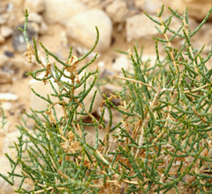 Haloxylon salicornicum