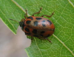 Chrysomela mainensis