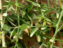 Cocculus pendulus