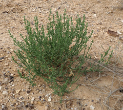 Anabasis setifera