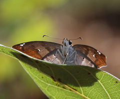Odontoptilum angulata angulata