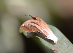 Odontoptilum angulata angulata