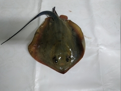 Dasyatis tortonesei