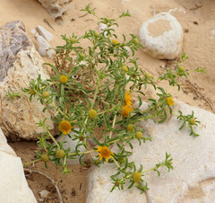 Asteriscus graveolens