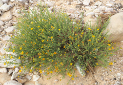 Pulicaria incisa