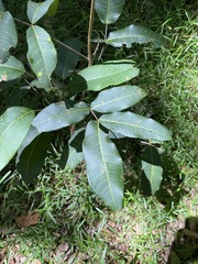 Flindersia bennettii