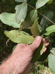 Flindersia bennettii