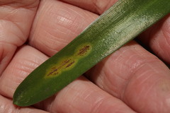 Uromyces hyacinthi