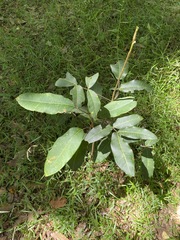 Flindersia bennettii