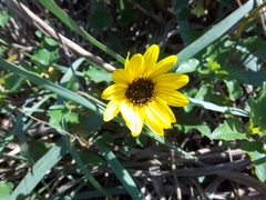 Helianthus debilis image