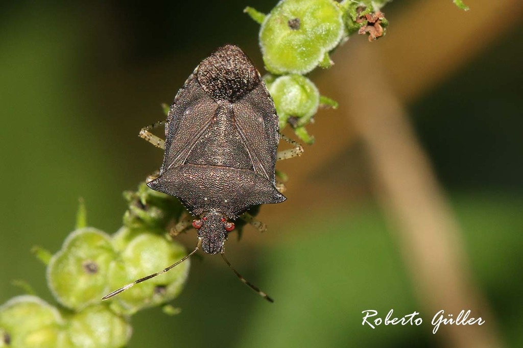 Ladeaschistus