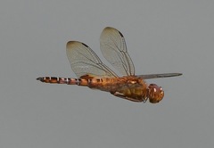 Hydrobasileus croceus