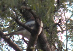 Lanius senator senator