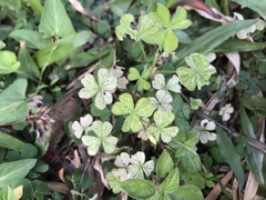 Oxalis corniculata