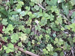 Oxalis corniculata