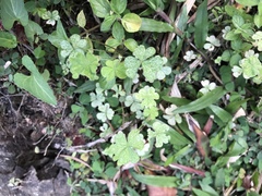 Oxalis corniculata