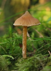 Cortinarius acutus