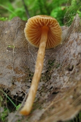 Cortinarius acutus