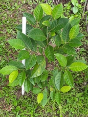 Syzygium polycephaloides