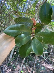Croton acronychioides