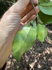 Croton acronychioides