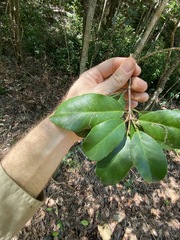 Croton acronychioides