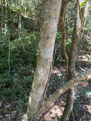 Croton acronychioides