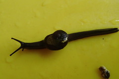 Helicarion