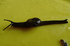 Helicarion