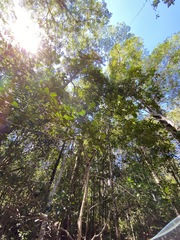 Croton acronychioides