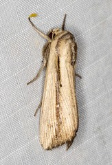 Leucania stenographa